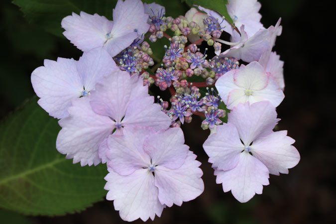 相模原北公園1　田原